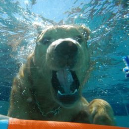 Golden Retriever Puppies from TC's Golden Ranch