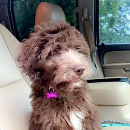Aussiedoodle and Goldendoodle Puppies from Saddle Hill Farms