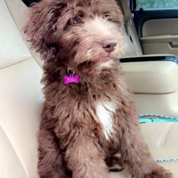 Aussiedoodle and Goldendoodle Puppies from Saddle Hill Farms
