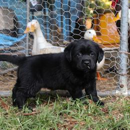 Labrador Retriever Puppies from Pride of the Southland Labs