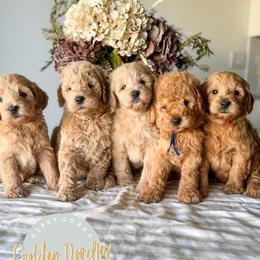 Goldendoodle Puppies from First Coast Goldendoodles
