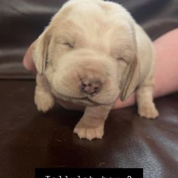 Boy 3 - Basset Hound puppy in Clayton, Indiana from Bluebelle Blossom Basset Hounds