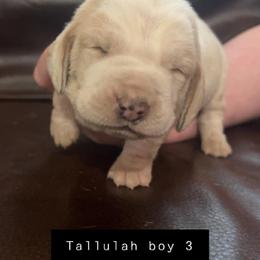 Boy 3 - Basset Hound puppy in Clayton, Indiana from Bluebelle Blossom Basset Hounds