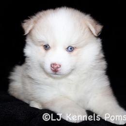 Osiris - Merle male Pomsky puppy in Centerville, Iowa from LJ Kennels Pomskies, LLC