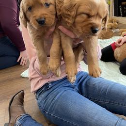 Companion Cross and Golden Retriever Puppies from Happy Tails Mini Goldens