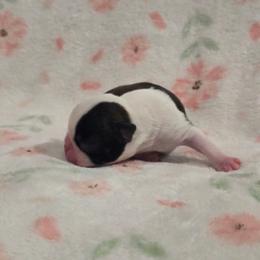 Girl 2 - Black brindle and white female Boston Terrier puppy in Gibson City, Illinois from Quinn's Kennels