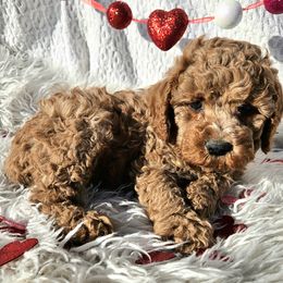 Cavapoo, Goldendoodle, and Labradoodle Puppies from Curls and Camo Pups