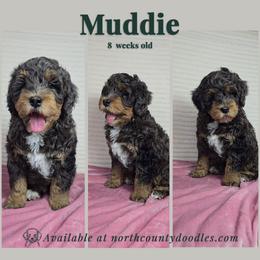 Muddie - female Australian Mountain Doodle puppy in Escondido, California from North County Doodles