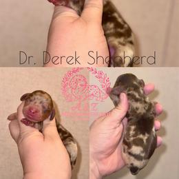 Derek - Dapple male Dachshund puppy in Hornbeck, Louisiana from A&Z Mini Dachshunds