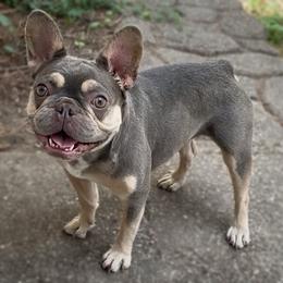 Kiki - French Bulldog
