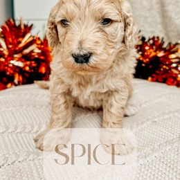 Spice - Apricot Goldendoodle puppy in Madison Heights, Virginia from Nottaway Doodles