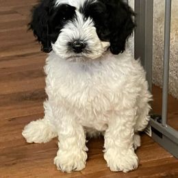 Australian Labradoodle Puppies from AussieTex Labradoodles