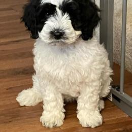 Australian Labradoodle Puppies from AussieTex Labradoodles
