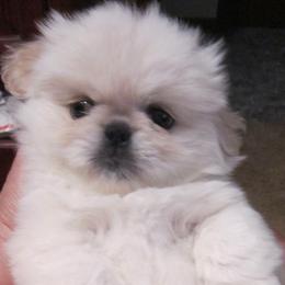 Luna - White female Pekingese puppy in Birdseye, Indiana from Poochie's Pekes