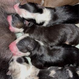 SALEM - Black tri-color male Australian Shepherd puppy in Star City, Arkansas from Blush & Lace Aussie Co.