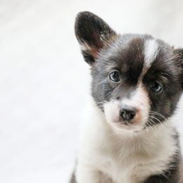 American Corgi, Cardigan Welsh Corgi, and Pembroke Welsh Corgi Puppies from Diamond Corgis
