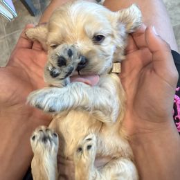 Cocker Spaniel Puppies from Aurora's Cocker Spaniels