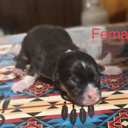 Pembroke Welsh Corgi Puppies from Flying Z ranch