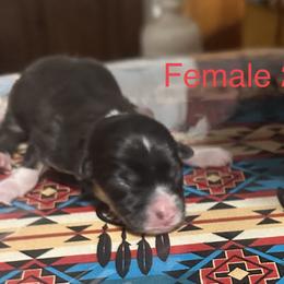 Pembroke Welsh Corgi Puppies from Flying Z ranch