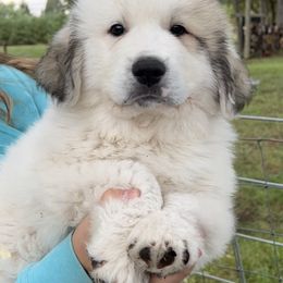 Great Pyrenees Puppies from White O'Morn Farm AKC Great Pyrenees