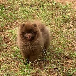 Pomeranian Puppies from Yielding’s Impressive Precious Pomeranians