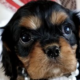 Cavalier King Charles Spaniels from Merckles Hilltop Cavaliers
