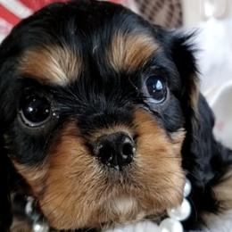 Cavalier King Charles Spaniels from Merckles Hilltop Cavaliers