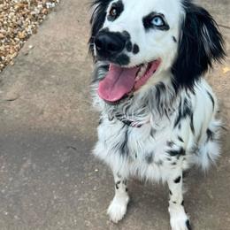 Sky - Dalmatian