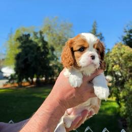 Clover - Blenheim female Cavalier King Charles Spaniel puppy in Bonney Lake, Washington from House of Happy Cavaliers