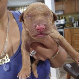 Olie - Golden male Golden Retriever puppy in Milwaukee, Wisconsin from Pedigree Golden Retrievers