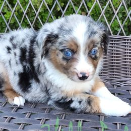 Miniature Australian Shepherds from Hidden Leaf Aussies