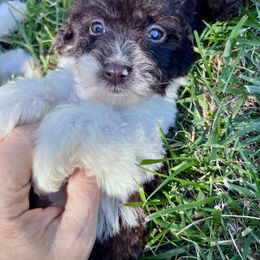 Butter Pecan with training - Brown and white female Cockapoo puppy in Boonville, North Carolina from Doods & Dolls