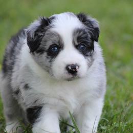 Merle boy 2 - Blue merle male Border Collie puppy in Tylertown, Mississippi from Cool Meadow Farms