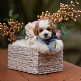 Louie Vuitton - Parti male Maltipoo puppy in Deming, Washington from Heavenly Puppies to Love
