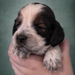 Enchant - Tri-Roan female English Springer Spaniel puppy in Florida from Thunderbird Springers