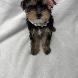 Yorkshire Terrier Puppies from Velvet Crown Yorkies