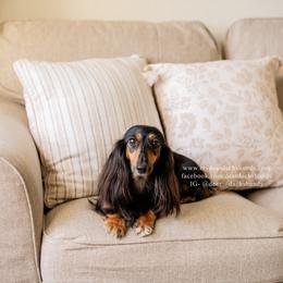 Dolce - Dachshund