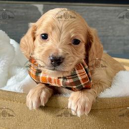Mr. Blue-2200 - Red male Dachshund puppy in Ocala/Gainesville, Florida from From the Heart Doxies