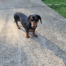 Buddy - Dachshund
