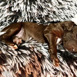 Poodle Puppies from The Poodle Boutique