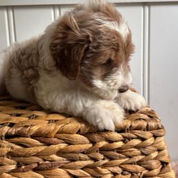 Savannah - Parti female Labradoodle puppy in Baldwin, New York from remiandraesweetdoodlesli