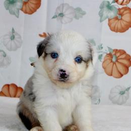 Ruby - Blue merle female Miniature Australian Shepherd puppy in Bauxite, Arkansas from J & B Mini Aussies