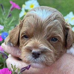Max (red collar) - Red male Cavapoo puppy in Mouth Of Wilson, Virginia from HoneyBunn Doodle Co.
