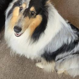 CADEE - Collie