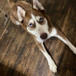 Alpha - Red and white male Siberian Husky puppy in Canton, Ohio from Bleu Skies Siberian Huskies