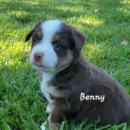 Benny - Red tri male Miniature Australian Shepherd puppy in Waxhaw, North Carolina from Cane Creek Aussies