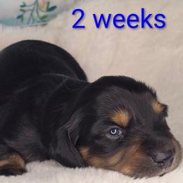 Toby - Black and tan male Dachshund puppy in Kempner, Texas from Russell Farms Dachshund