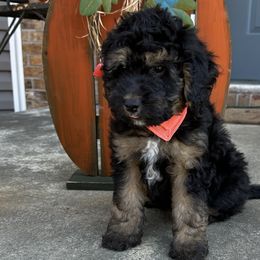 Abby Wambach - Tri-color Bernedoodle puppy in Knoxville, Tennessee from Bright Side Doodles