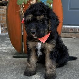 Abby Wambach - Tri-color Bernedoodle puppy in Knoxville, Tennessee from Bright Side Doodles