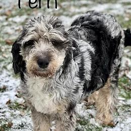 Fern - Aussiedoodle